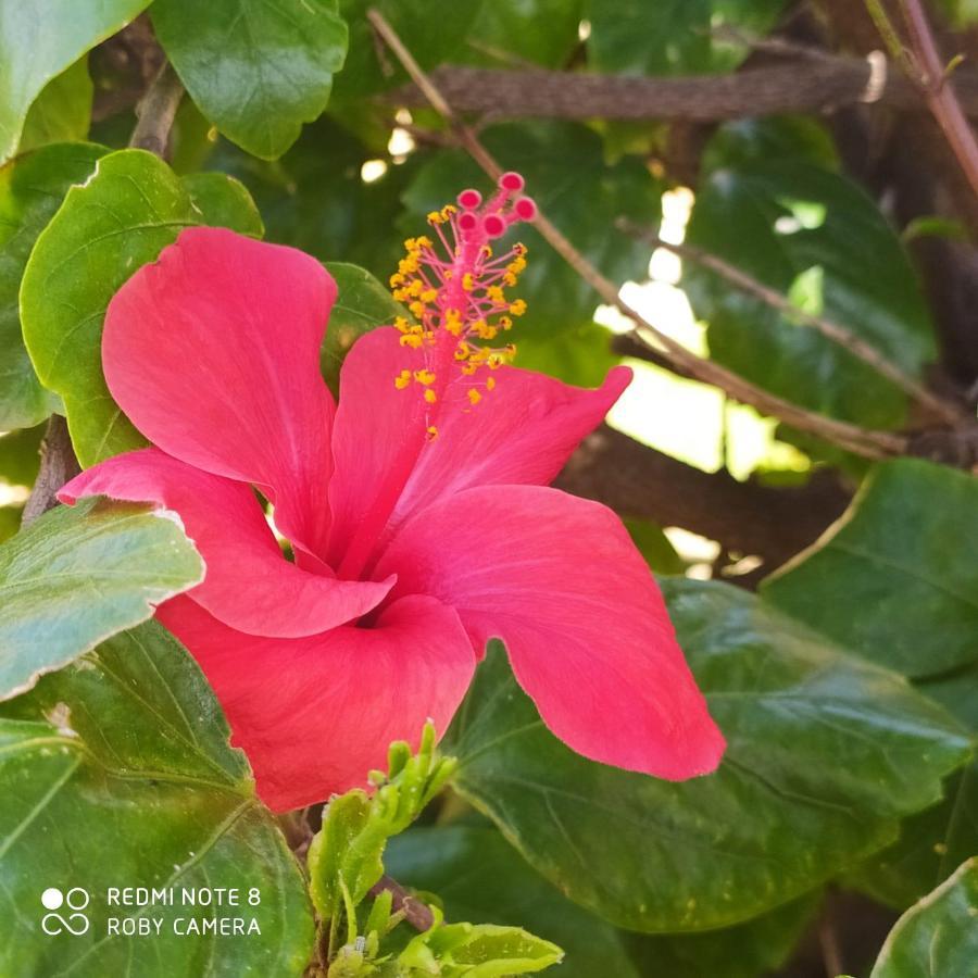 Hibiscus Rosso Villa Donnalucata  Exterior photo